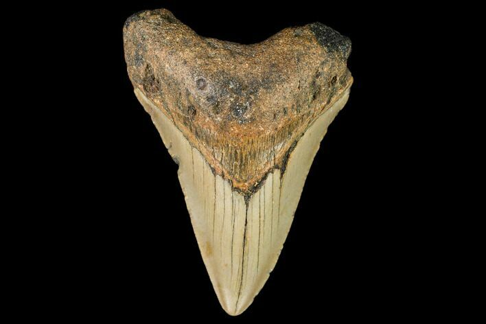 Fossil Megalodon Tooth - North Carolina #109539